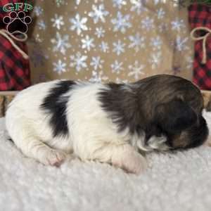 Chevelle, Shih-Poo Puppy